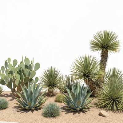 Desert landscaping setup with native plants